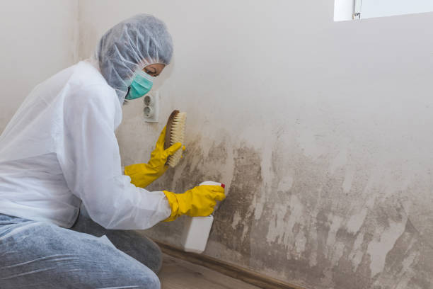 Best Black Mold Remediation in Marion, KY